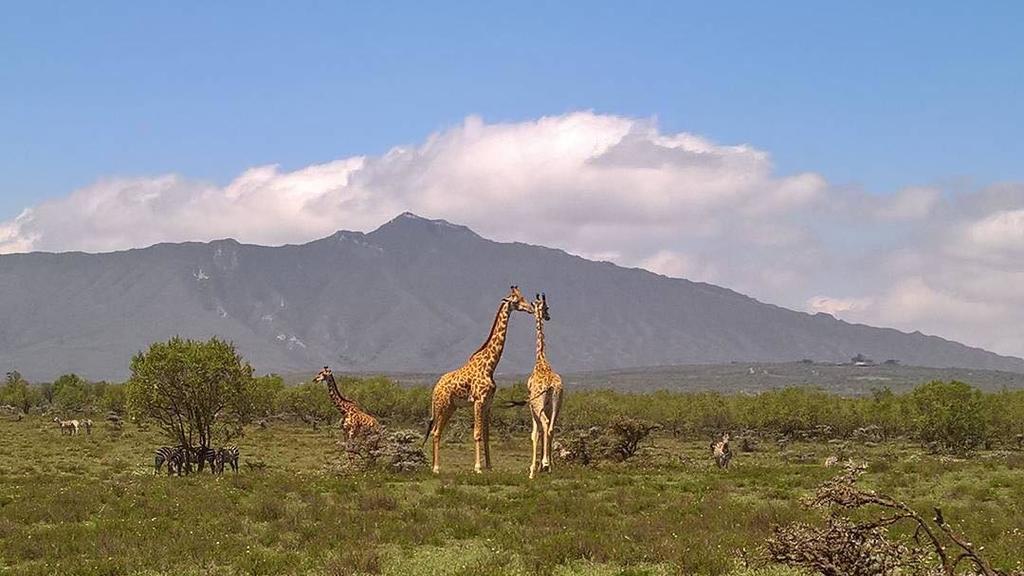 Shwari Cottages Naivasha Buitenkant foto